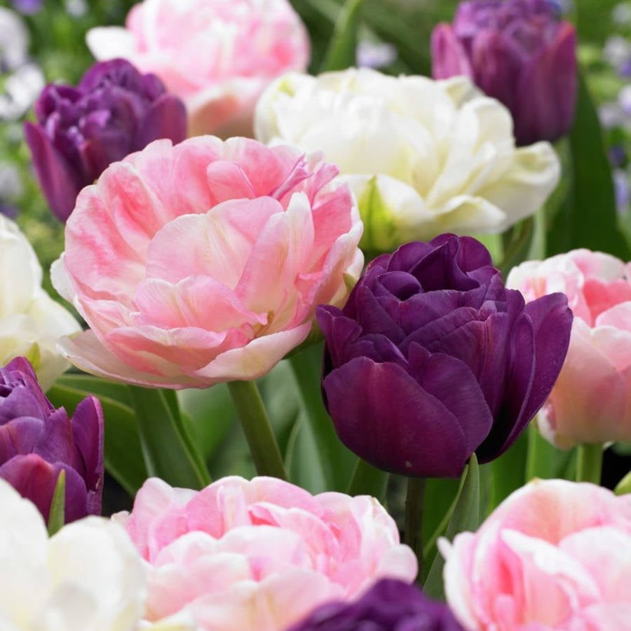 Van Zyverden Tulips Double Peony Blend Plant Bulbs (15 Count)