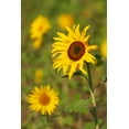 thumbnail image 2 of Haseltine, Tom 23x32 White Modern Wood Framed Museum Art Print Titled - Myanmar-Inle Lake-Sunflowers, 2 of 4
