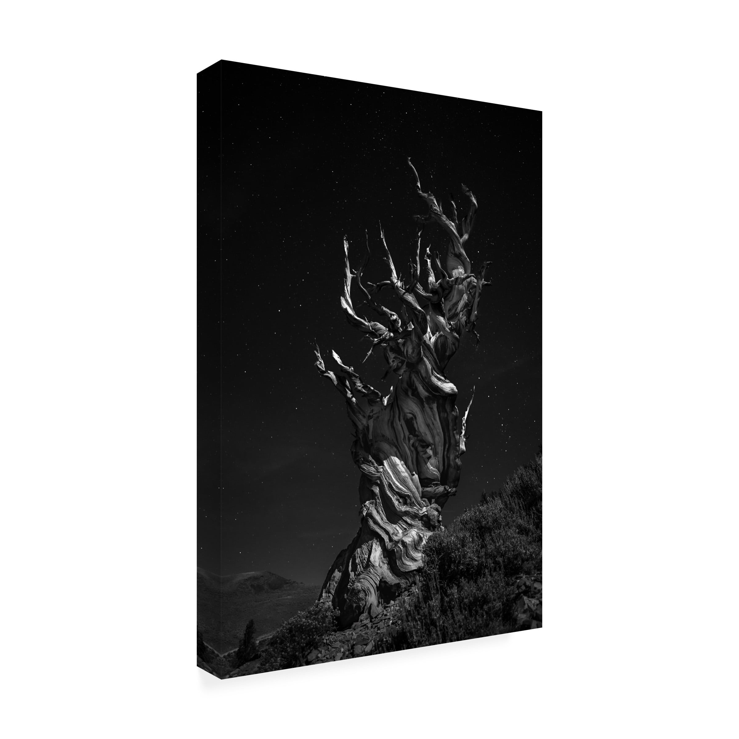 Simon Chenglu 'Grand Grand Grandpas Tree' Canvas Art