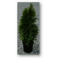 thumbnail image 2 of Expert Gardener Arborvitae Live Plants, 2 of 2