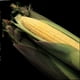 Kandy Korn Hybrid Corn Garden Seeds - 5 Lb - Non-GMO Vegetable
