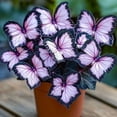 thumbnail image 3 of Fast Growing, Hostas Planting-(Non-Artificial)- Garden Stakes-Bloom Year After Year, Home Decoration-Ornamental-PremiumBeautiful Gift Garden-, 3 of 7