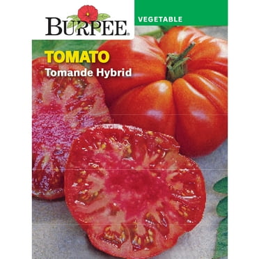 Burpee Tomande Hybrid Tomato Annual Vegetable Seed, 1-Pack, Full Sun