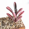 thumbnail image 3 of 3PCS Fake Succulent Simulated Peperomia Lifelike Fake Plant Artificial Succulent, 3 of 6