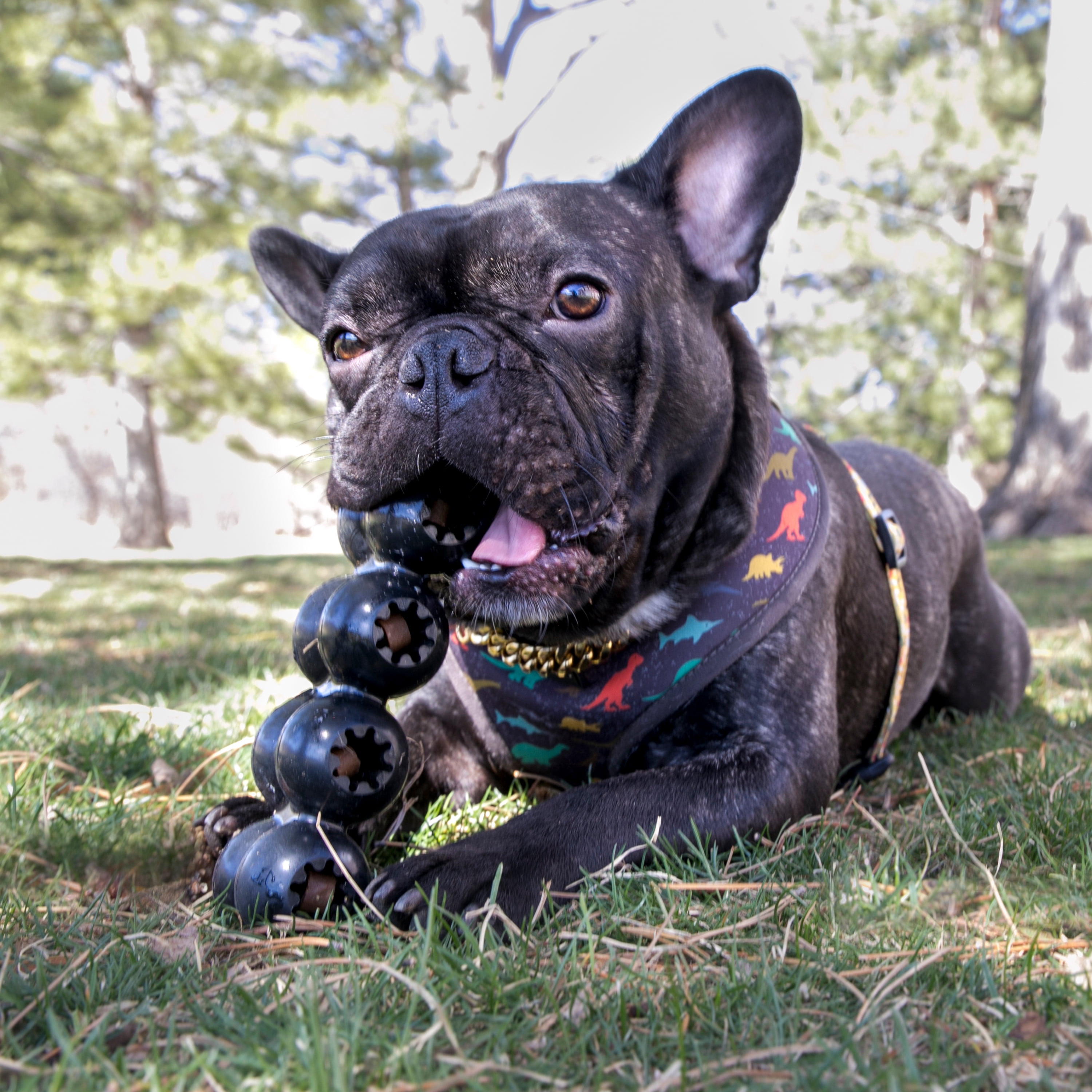 KONG® Extreme Rubber Goodie Ribbon Toy for Power Chewers, Large for Dogs Between 30-65 lbs