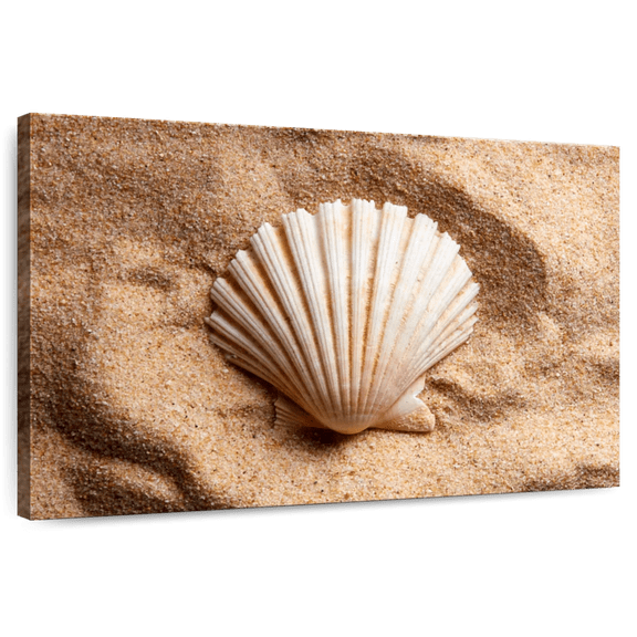 Elephant Stock Beach Scallop Shell Wall Art - Horizontal Canvas Wall Art - Kids Room Wall Decor - Nautical Canvas - Beige And Brown Decor - 12" x 8"