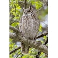 thumbnail image 2 of Peaco, Jim 17x24 Black Ornate Wood Framed with Double Matting Museum Art Print Titled - Great Horned Owl in Mammoth Hot Springs, Yellowstone National Park, 2 of 4