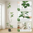 thumbnail image 5 of 7FT Artificial Plants Rubber Tree with Black Resin Pot& White Stone Faux Fiddle Leaf Fig Tree Indoor Artificial Trees Tall Plant Fake Tree Tropical Large Floor Tree Real Touch for Home Deco, 5 of 7