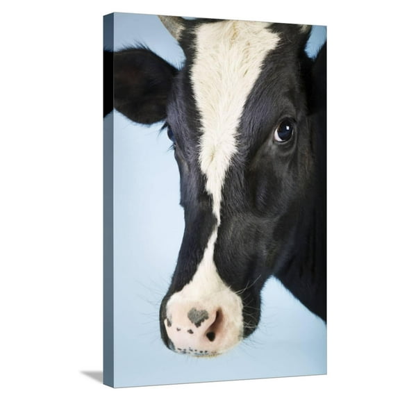 Art.com Cow Against Blue Background, Close-Up of Head Stretched Canvas Print Wall Art, 16" x 24"
