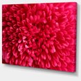 thumbnail image 2 of Pink Aster Flower Petals Close up - Large Floral Canvas Artwork, 2 of 4