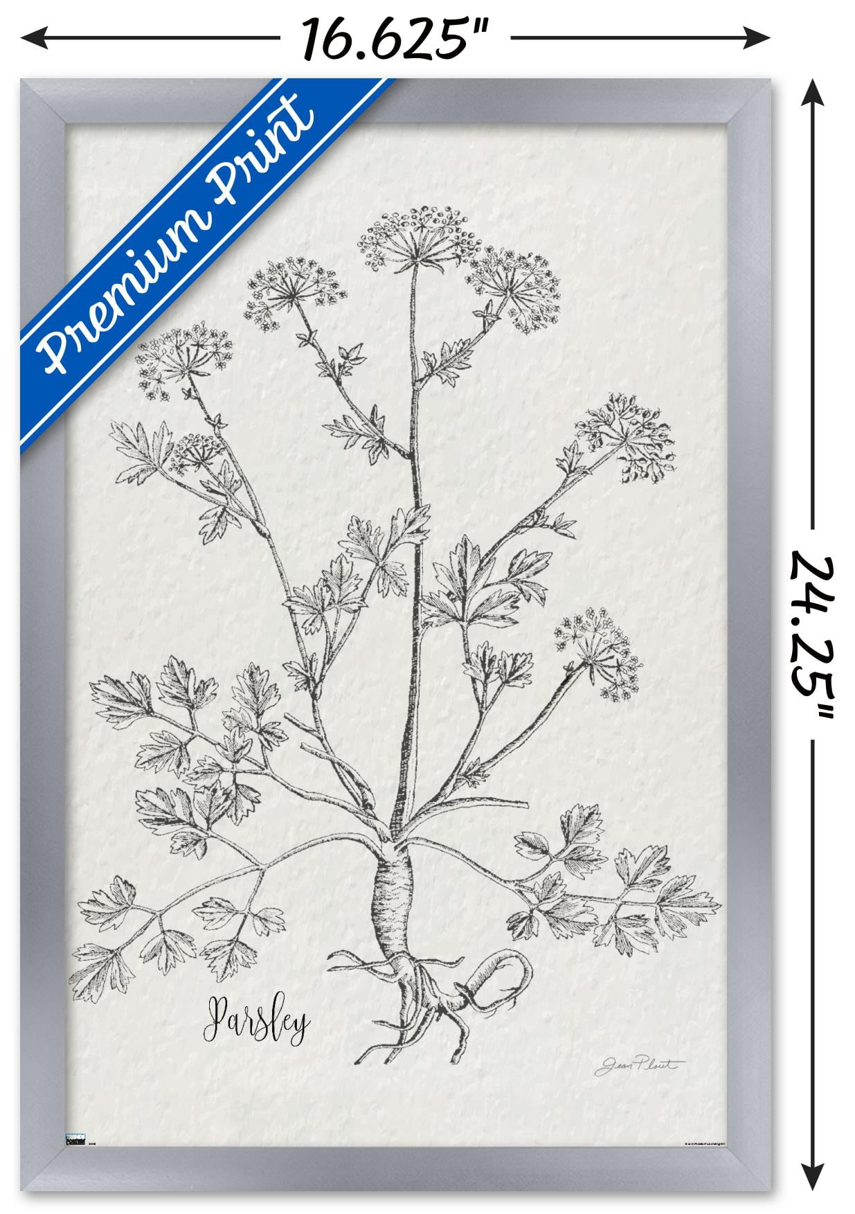 Jean Plout - Botanical Studies on Paper Parsley Wall Poster, 14.725" x 22.375" Framed