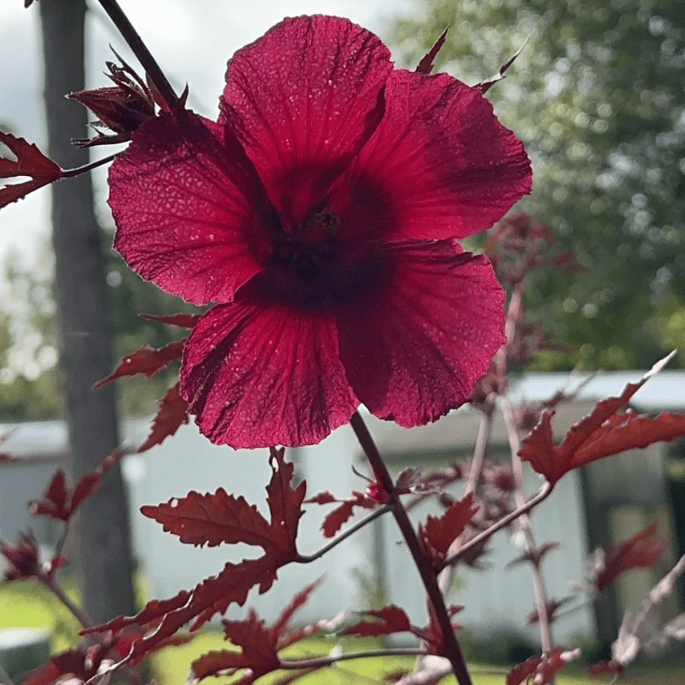 2 Cranberry Hibiscus Plants Live, Hibiscus Flower Plants, Outdoor Growing From 5 Inches