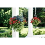 Proven Winners 1.56PT Lobelia Laguna Sky Blue