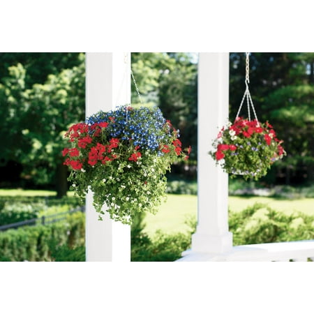 Proven Winners 1.56PT Lobelia Laguna Sky Blue