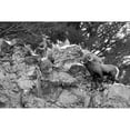 thumbnail image 2 of Peaco, Jim 18x13 Black Modern Framed Museum Art Print Titled - Two Bighorn Sheep Rams above Soda Butte Creek, Yellowstone National Park, 2 of 4