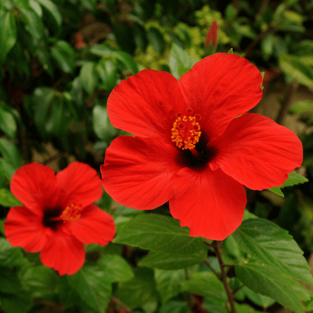 Red Luna Hibiscus Plant Live 4 Inches Tall, Hardy Perennial Hibiscus Plant with Deep Red Blooms