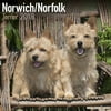 Norwich/Norfolk Terrier Calendar 2018 - Dog Breed Calendar - Wall Calendar 2017-2018