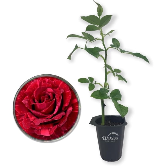 Red Intuition Rose Bush - Live Starter Plant in a 2 Inch Pot - Beautifully Fragrant Heirloom Rose from Florida - A Versatile Beauty with a Rich Fragrance