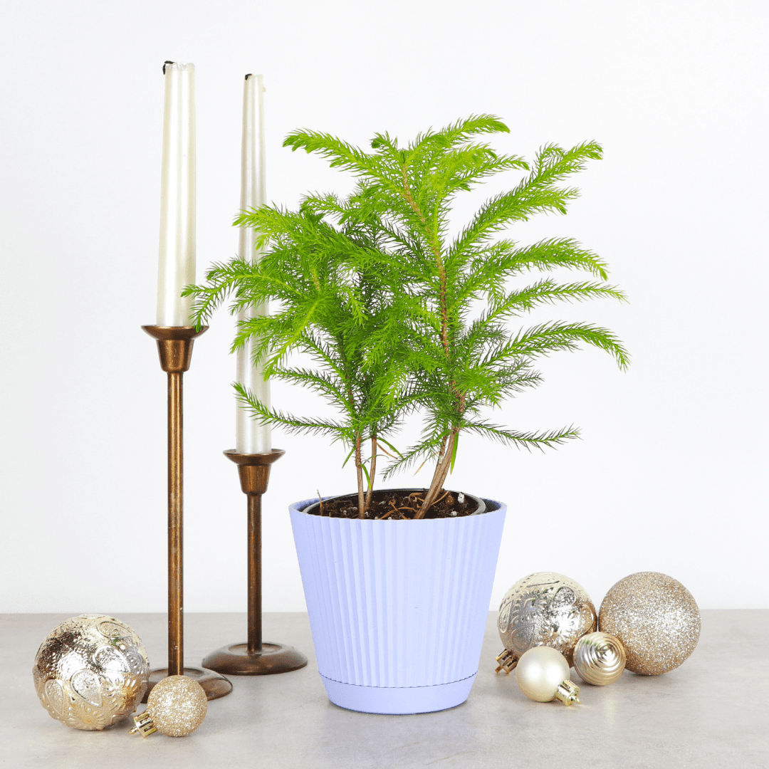 Live Norfolk Pine Plant - Air Purifying - 4" Decorative Pot Cover - Thorsen's Greenhouse