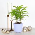 thumbnail image 2 of Live Norfolk Pine Plant - Air Purifying - 4" Decorative Pot Cover - Thorsen's Greenhouse, 2 of 5