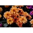 thumbnail image 2 of 20 Dwarf Mixed Colors DAHLIA Variabilis Red Skin Mix Bicolor Flower Seeds, 2 of 11