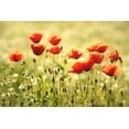 thumbnail image 2 of Steger, Uwe 18x13 White Modern Wood Framed Museum Art Print Titled - Some Poppy Part I, 2 of 4