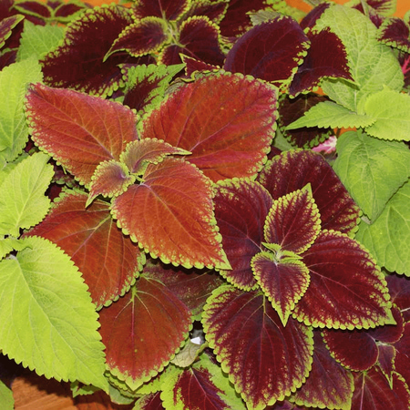 Everwilde Farms - 1000 Rainbow Mixed Coleus Garden Flower Seeds - Gold Vault Jumbo Bulk Seed