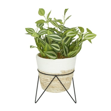 The Novogratz 16" Artificial Sanchezia Plant in Realistic Leaves and Rattan Pot and Black Stand
