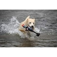 thumbnail image 3 of Jouet de lancement pour chien Fly & Fetch, 3 of 5