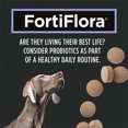 thumbnail image 5 of Veterinary Supplements FortiFlora Canine Probiotic Tablets, Dog Supplement 79 g - 45 count, 5 of 5