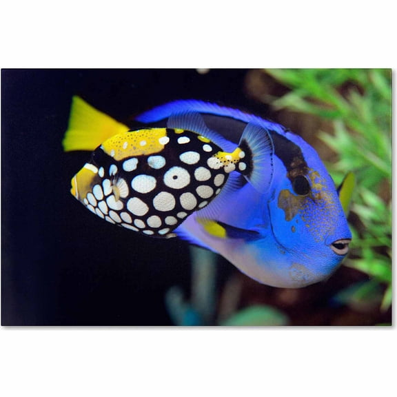 Trademark Fine Art "Colorful Tropical Fish" Canvas Art by Kurt Shaffer