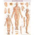 thumbnail image 1 of BarCharts 9781423222651 Acupressure-Laminated, 1 of 1