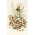 thumbnail image 2 of James Duncan 16x24 Gold Ornate Framed and Double Matted Museum Art Print Titled - Angelona Prunaria, Venice Scolopacea (1833), 2 of 4