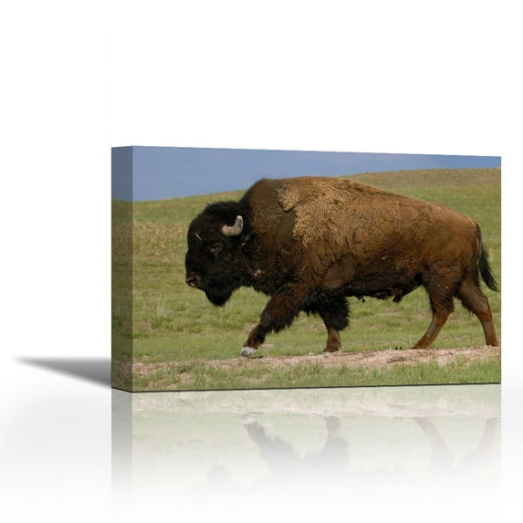American Bison male, Durham Ranch, Wyoming - Contemporary Fine Art Giclee on Canvas Gallery Wrap - wall décor - Art painting - 36 x 24 Inch - Ready to Hang
