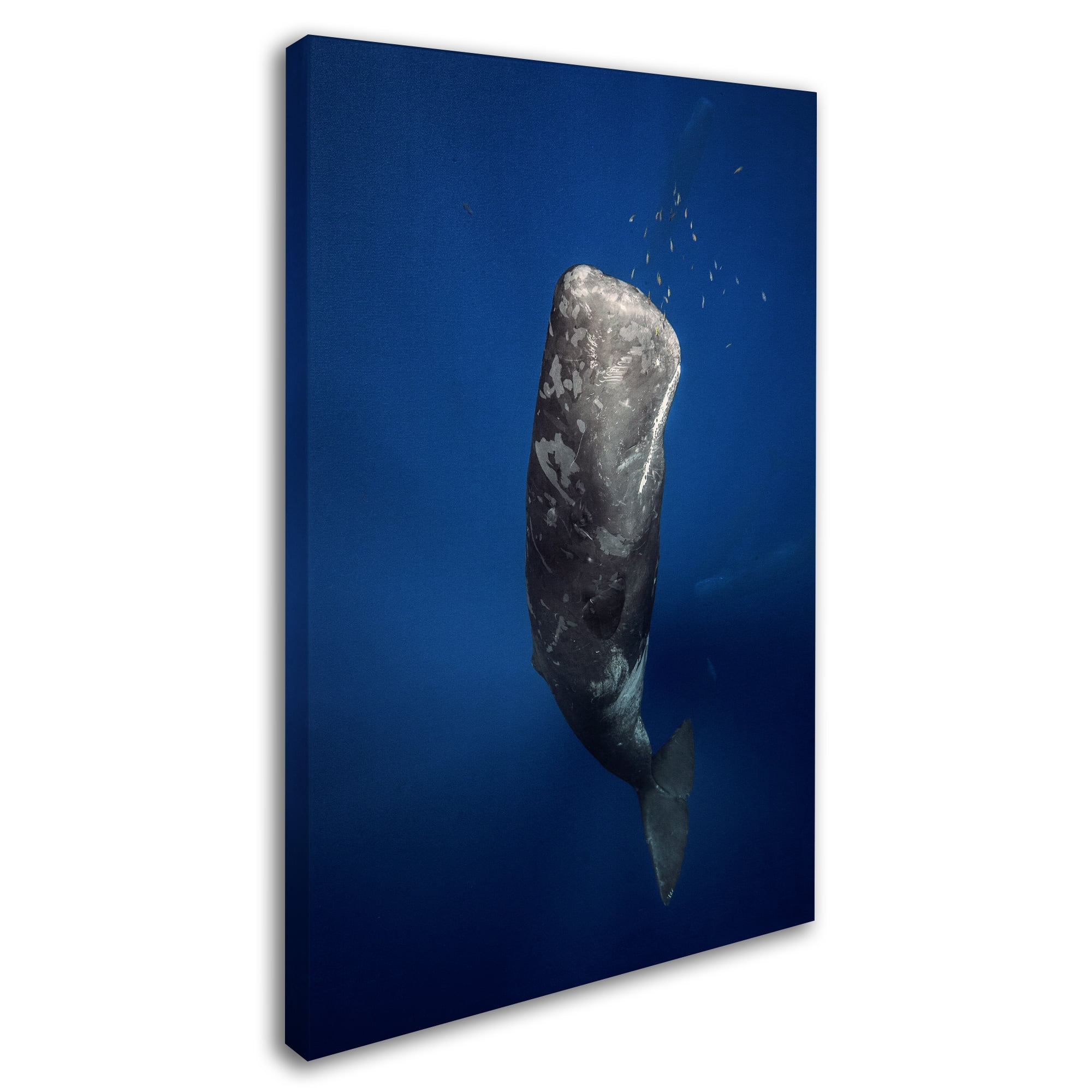 Trademark Fine Art 'Candle Sperm Whale' Canvas Art by Barathieu Gabriel