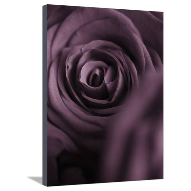 Deep Purple Rose, Botanical GalleryWrapped Canvas Print Wall Art by