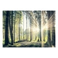 thumbnail image 2 of Tiptophomedecor Peel and Stick Forest Wallpaper Wall Mural - Forest Walk - Removable Wall Decals, 2 of 3