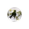 Western Wood Pewee Flying In Branches Glass Paperweight