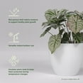 thumbnail image 2 of Greenline Fiberglass Lucy Large Indoor/Outdoor Round Planter - 27" x 27" x 24" (Matte White), 2 of 7