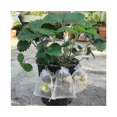 thumbnail image 3 of Silver50pcs Strawberry Grapes Fruit Protection Bags Pest Control Anti-bird Garden Netting Bags Mesh, 3 of 4
