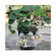 thumbnail image 3 of Silver50pcs Fresa Uvas Bolsas de protección de frutas Control de plagas Anti-pájaros Bolsas de red de jardín Malla, 3 of 4