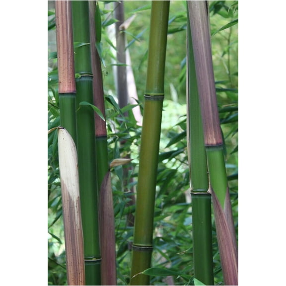 25 Red Margin Bamboo Seeds
