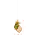 thumbnail image 6 of Hanging Air Plant Holder – Whelk Sea Shell and Live Tillandsia Airplant Gift Set, 6 of 6