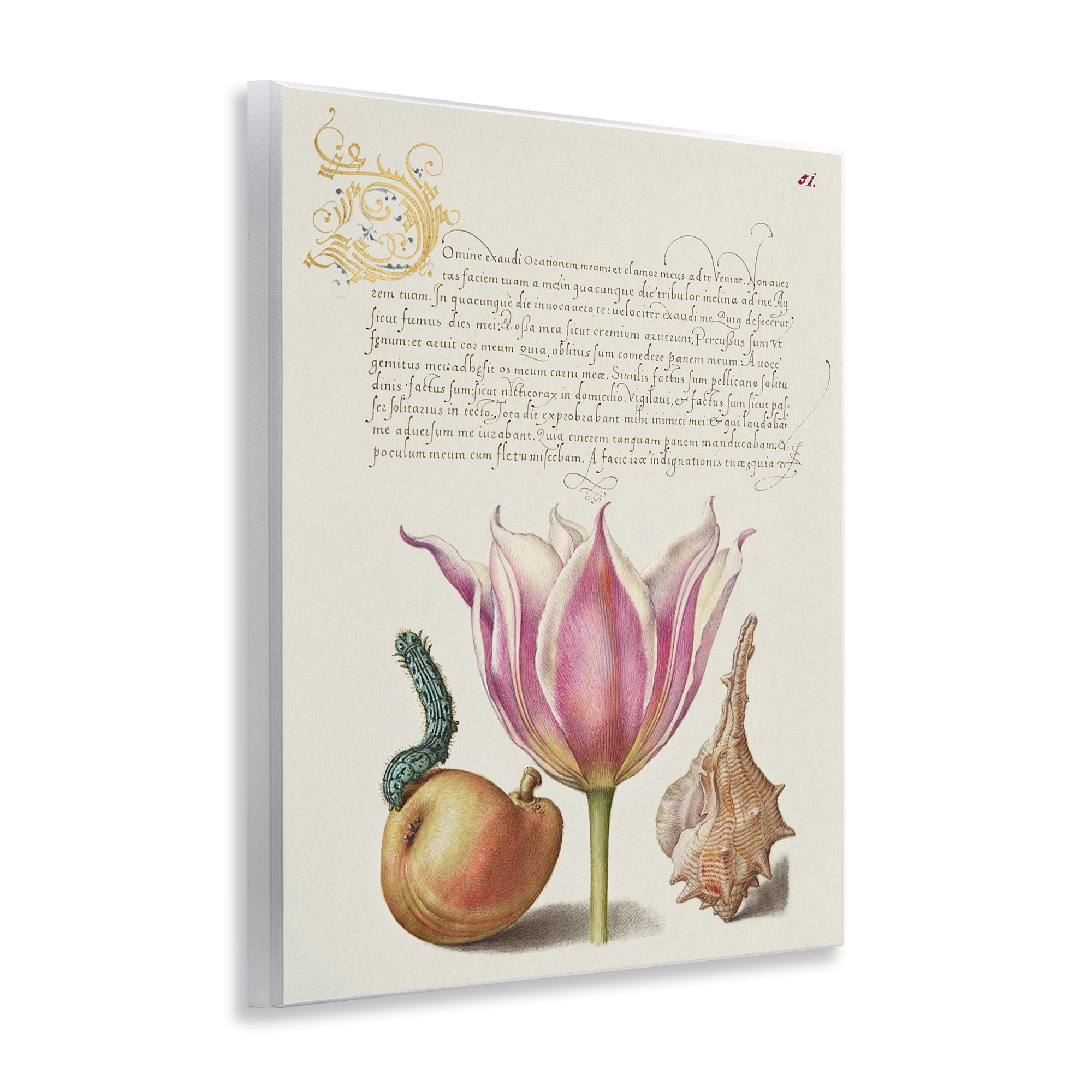 Stupell Industries Flower & Bug Study Page Text & Numbers Painting Unframed Art Print Wall Art, 11 x 14