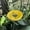 Yellow, variant on Bee Cups for Garden, Resin Bee Watering Station and Butterfly Drinker Stakes, Colorful Outdoor Decor for Pollinator Garden Beds