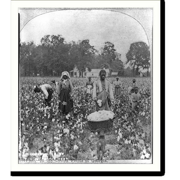 Historic Print, In the cotton fields of Georgia, 16" x 20"