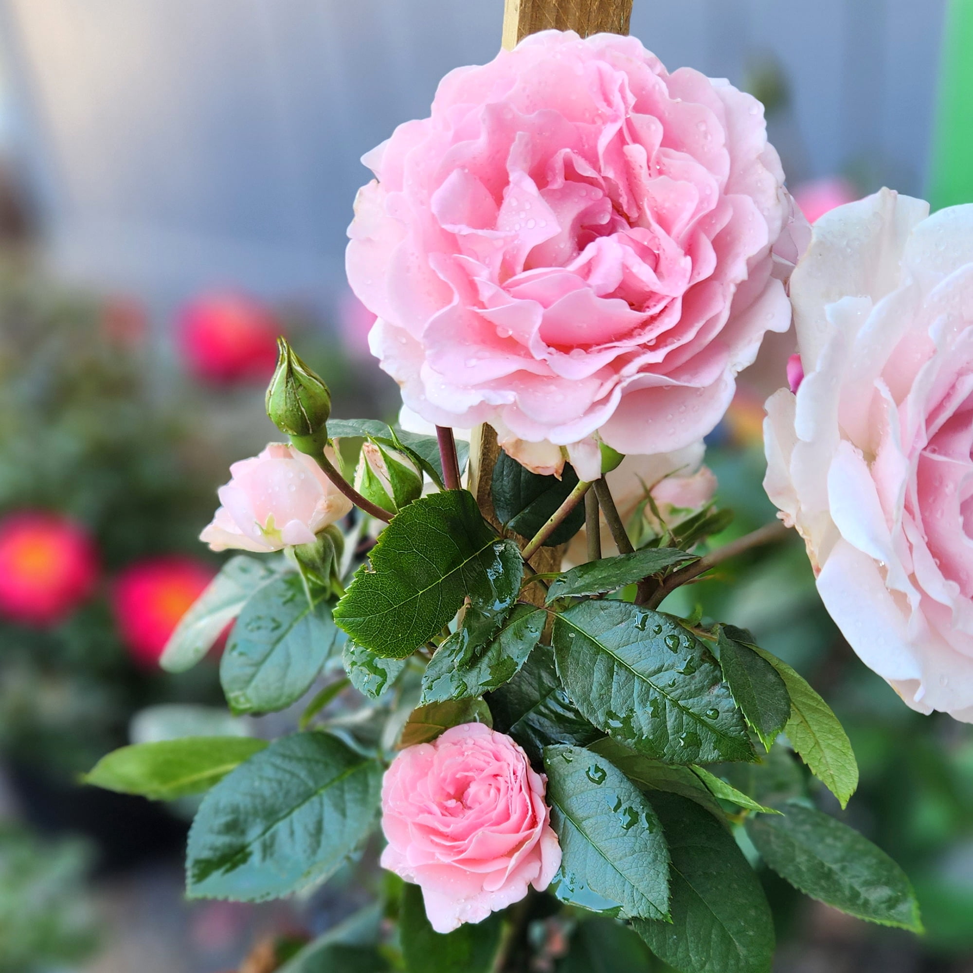 True Bloom 'True Devotion' PP28929 Soft Pink Rose Bush, 8Qt. Pot, Live Garden Roses, Full Sun