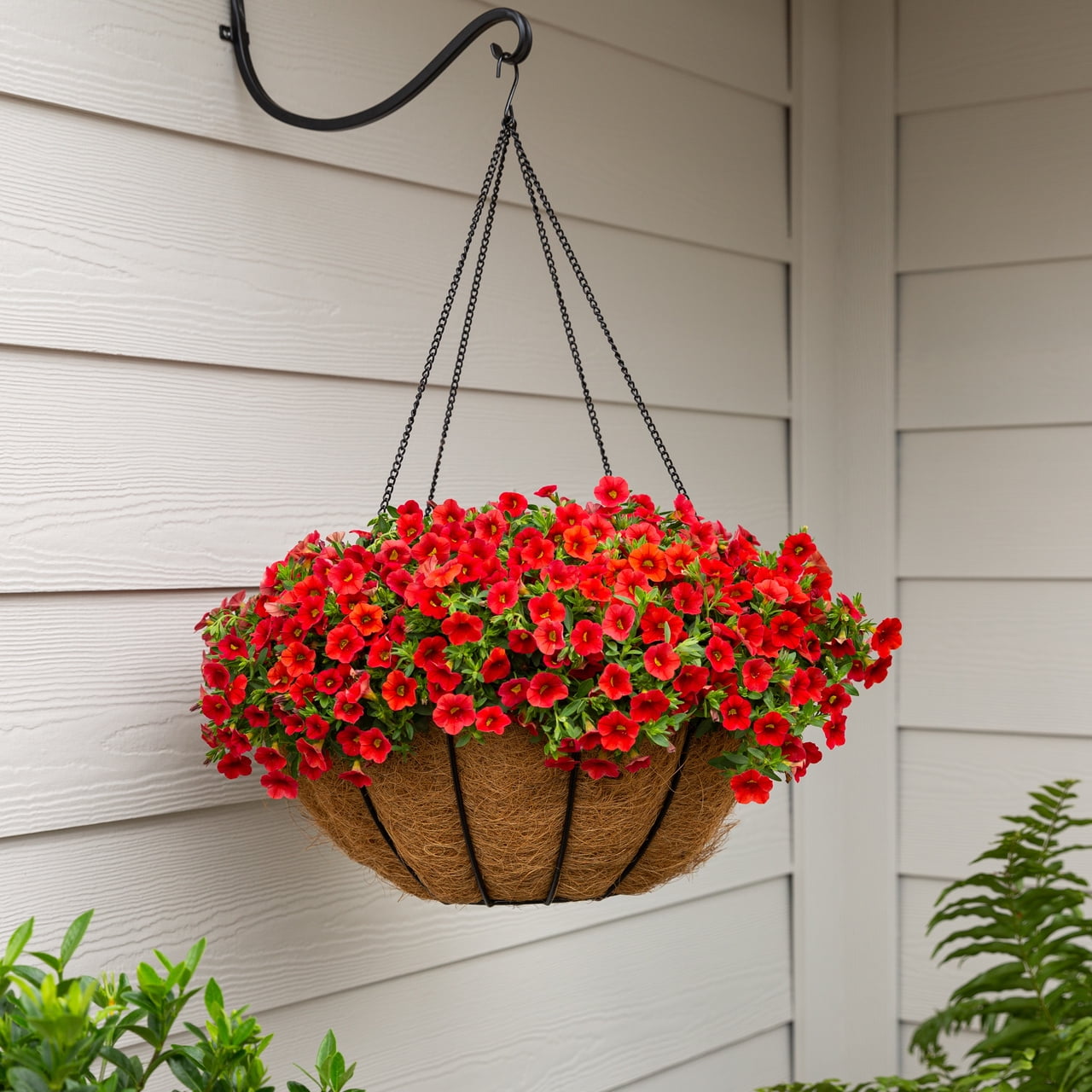 Better Homes & Gardens QT Multicolor Calibrachoa Live Plants with Grower Pot