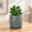 Graphite Blue-4 Inch, variant on Graphite Blue 4 Inch Embossed Leaves Ceramic Planter with Tray