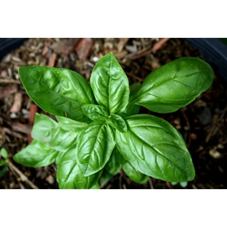 Sweet Basil Herb Seed - 1 Packet (Best Time To Plant Basil Seeds)